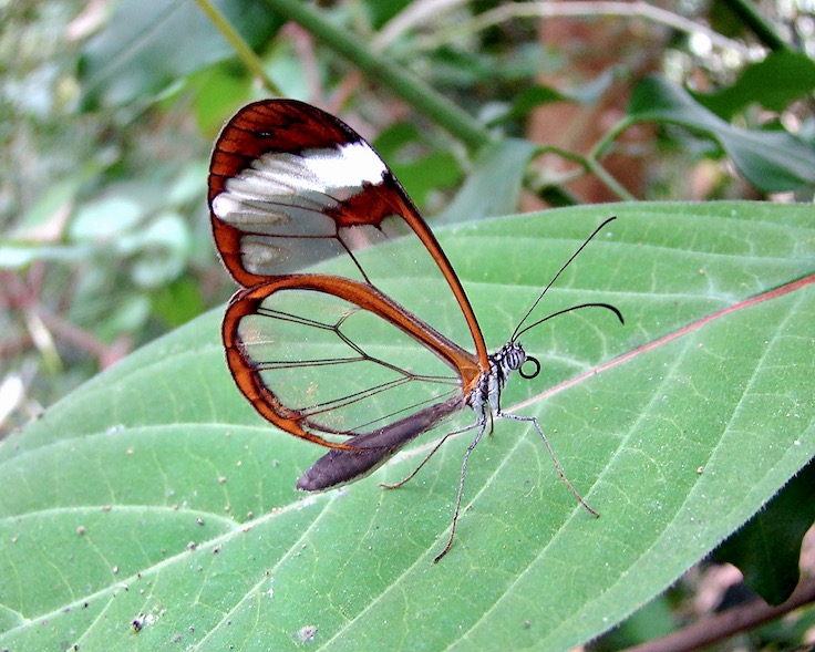 glasswing